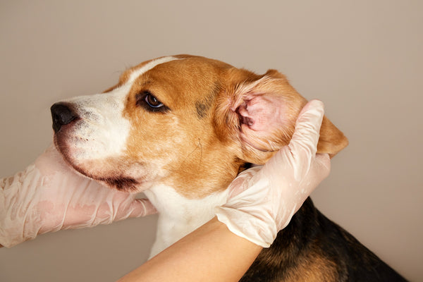 causes-of-ear-irritation-in-dogs