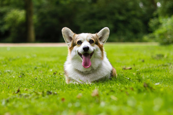 digestive supplements for dogs