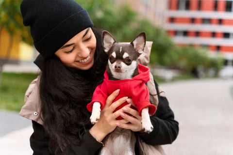 adorable-chihuahua-dog-with-female-owner