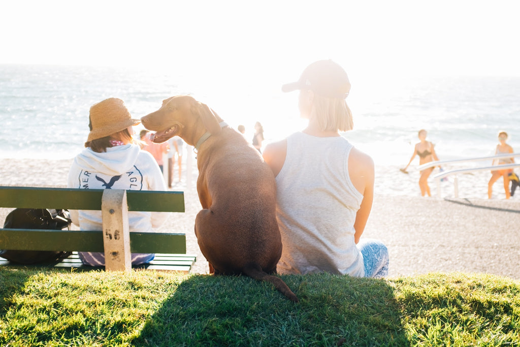 Happy Dog Smiling at Beach with Owner