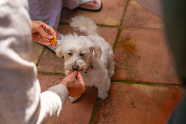 how-often-should-you-give-your-dog-supplements