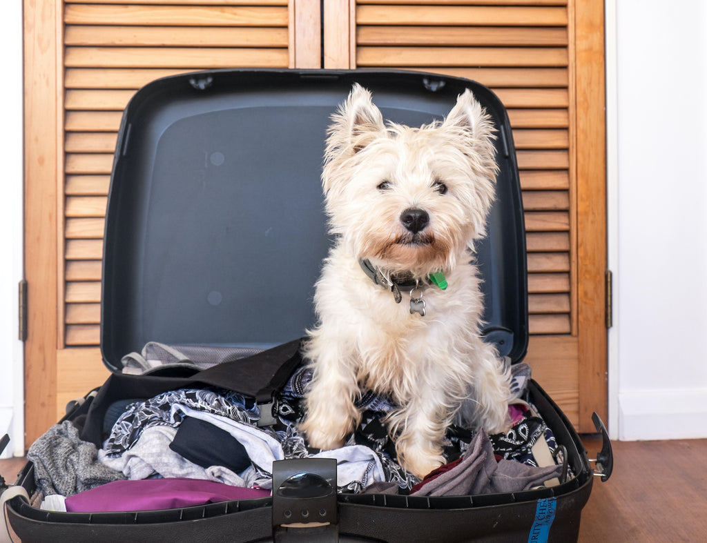 Anxiety In Dogs How To Spot Symptoms And Prevent Poor Behavior Pethonesty