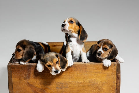 beagle-tricolor-puppies-are-posing-wooden-box-cute-doggies-pets-playing-white-background