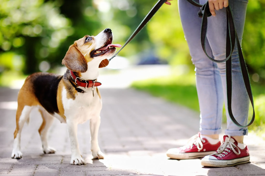 Dog skin conditions: Cute beagle going for a walk