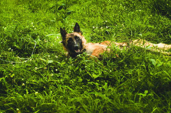 dog laying in grass