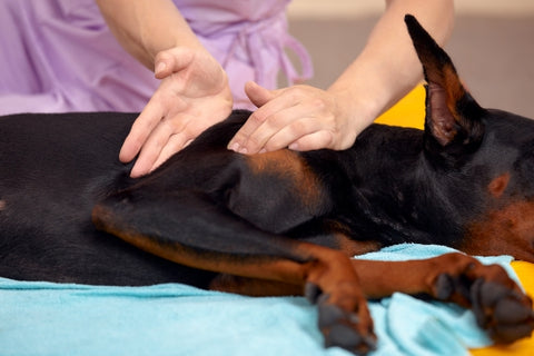 big-dog-lying-floor-gets-massage-its-thight