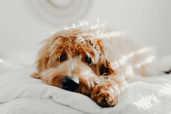 pup laying down