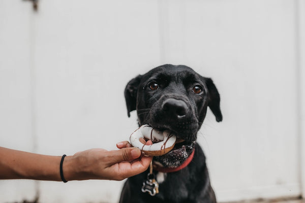 Black dog with donut toy in his mouth