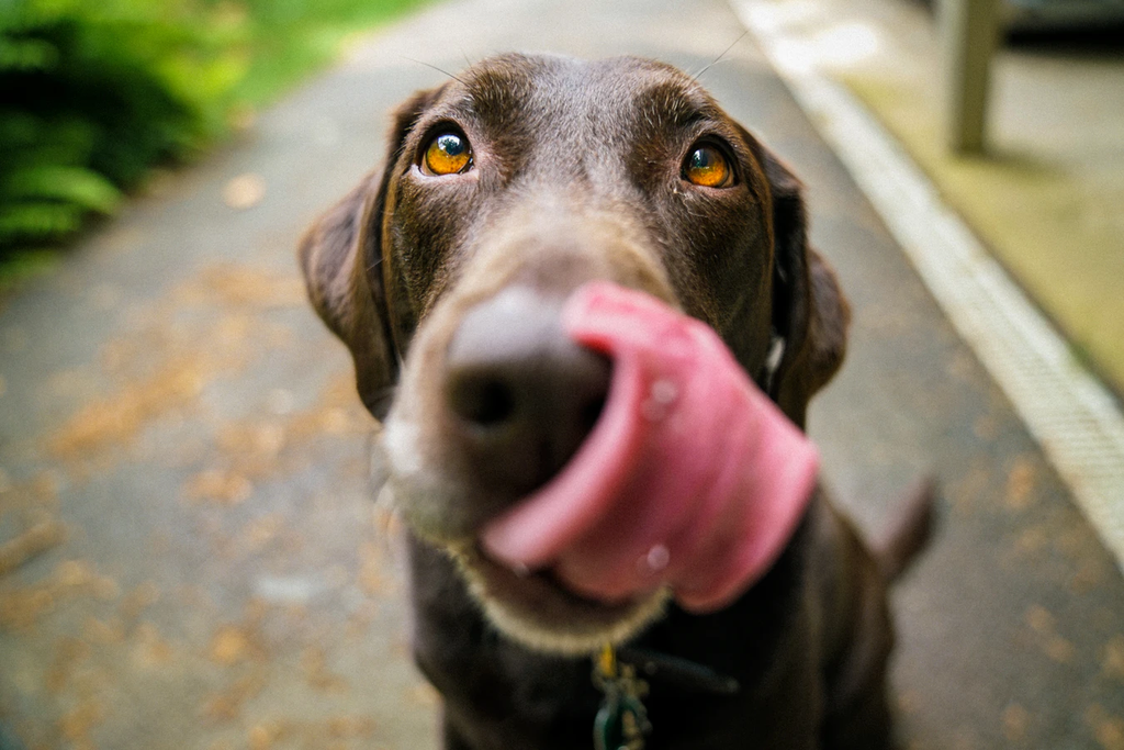 Can dogs eat peanuts? Chocolate-colored lab licking his nose