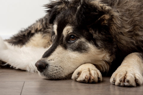 close-up-cute-dog-sitting-floor 