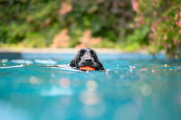 swimming-is-a-way-to-exercise-your-dog