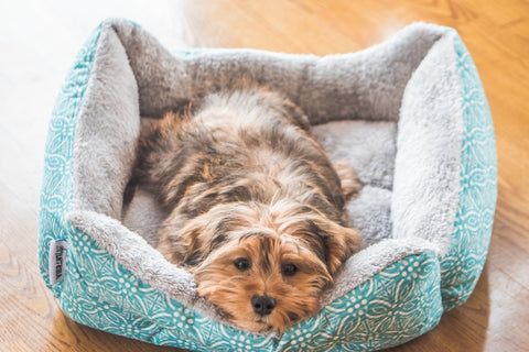 cute-adorable-sad-looking-domestic-shih-poo-type-dog-indoors