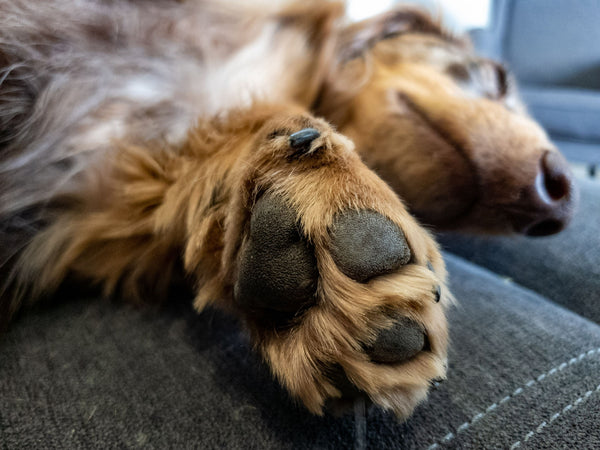 paw chewing and redness is a cause of skin allergies