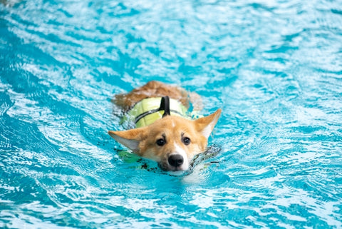 corgi-dog-puppy-play-swimming-pool