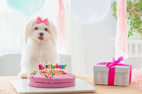 cute-dog-with-bow-birthday-cake