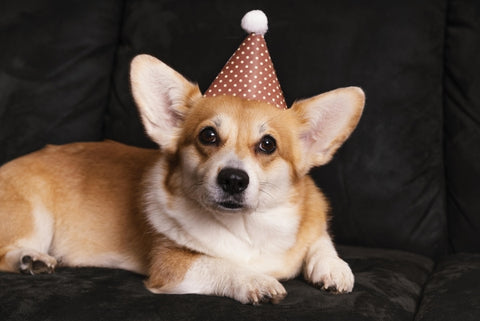 cute-dog-with-party-hat-couch