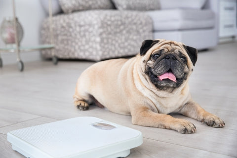 cute-overweight-pug-floor-with-weight-scale-home
