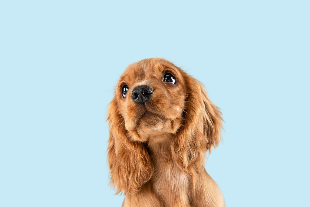 Dog skin conditions: Cute cocker spaniel