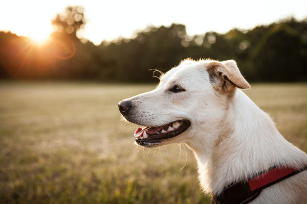 white dog