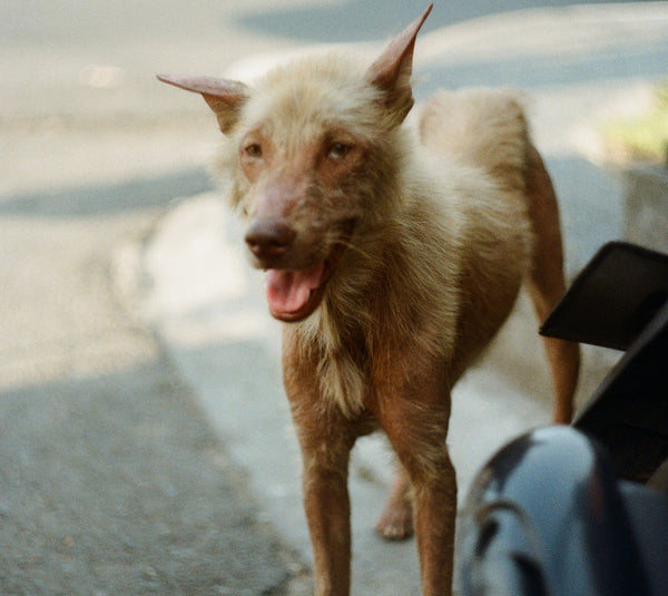 light brown dog