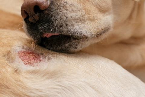 dermatological-allergic-wound-dog 