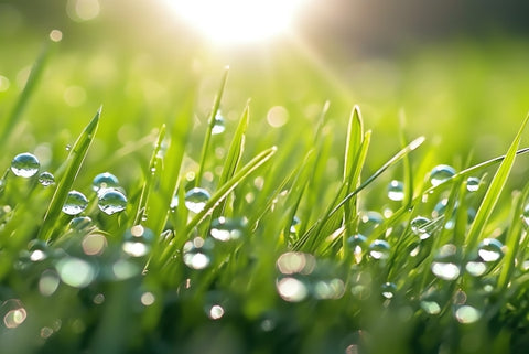 dew-grass-with-sun-shining-through