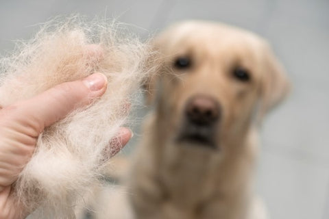 dog- experience hair loss