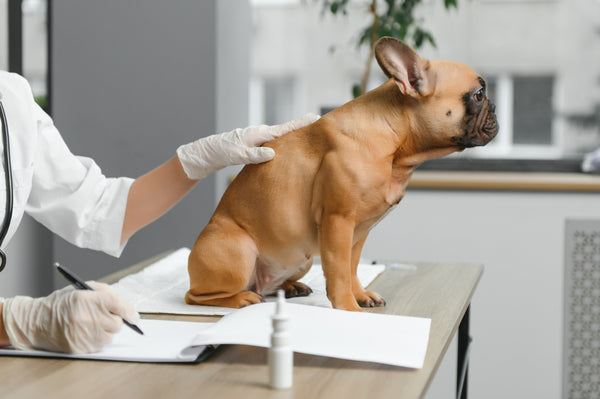 which allergy test is better for your dog