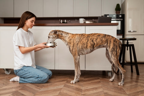 full-shot-woman-feeding-greyhound-dog