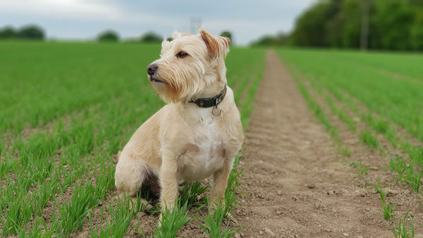 farm dog