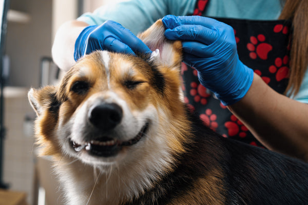 yeast infection as a cause for unpleasant odor in dogs ears