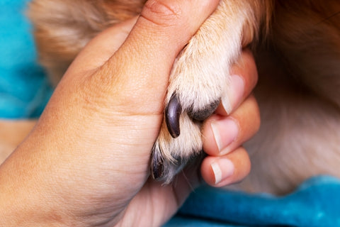 hand-holding-dog-s-paw-blue-background