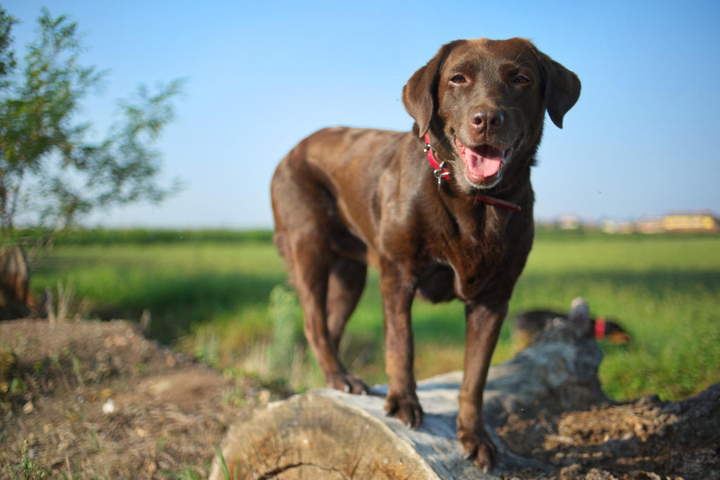 how long do dogs live: black dog on top of a log