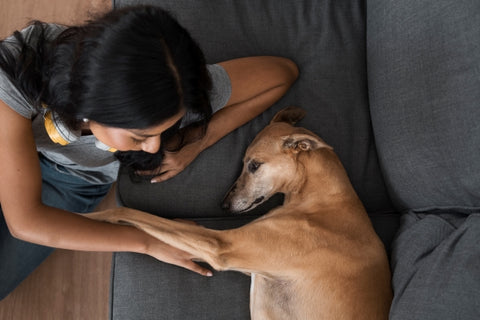 owner dog couch