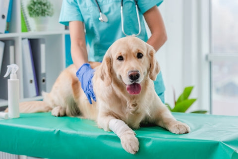 treatment-for-dog-hip-pain