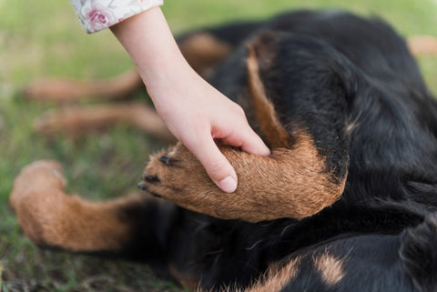 swollen-joints-in-dogs