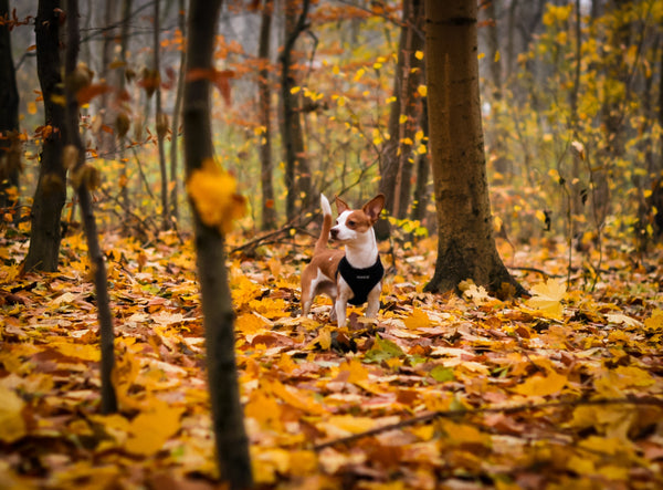 dog in woods