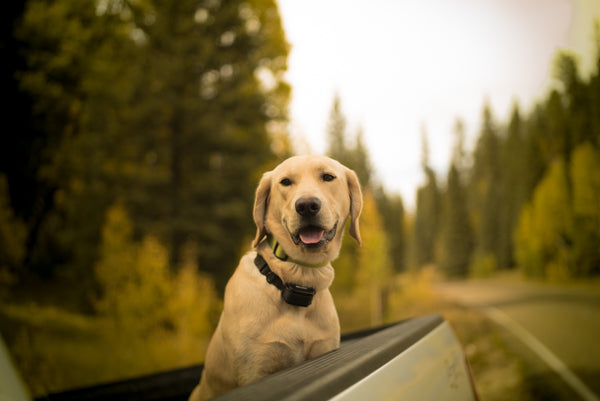 lab in truck