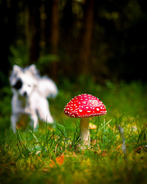 are button mushrooms bad for dogs