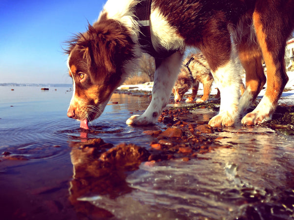 Dog drinking water from a lake