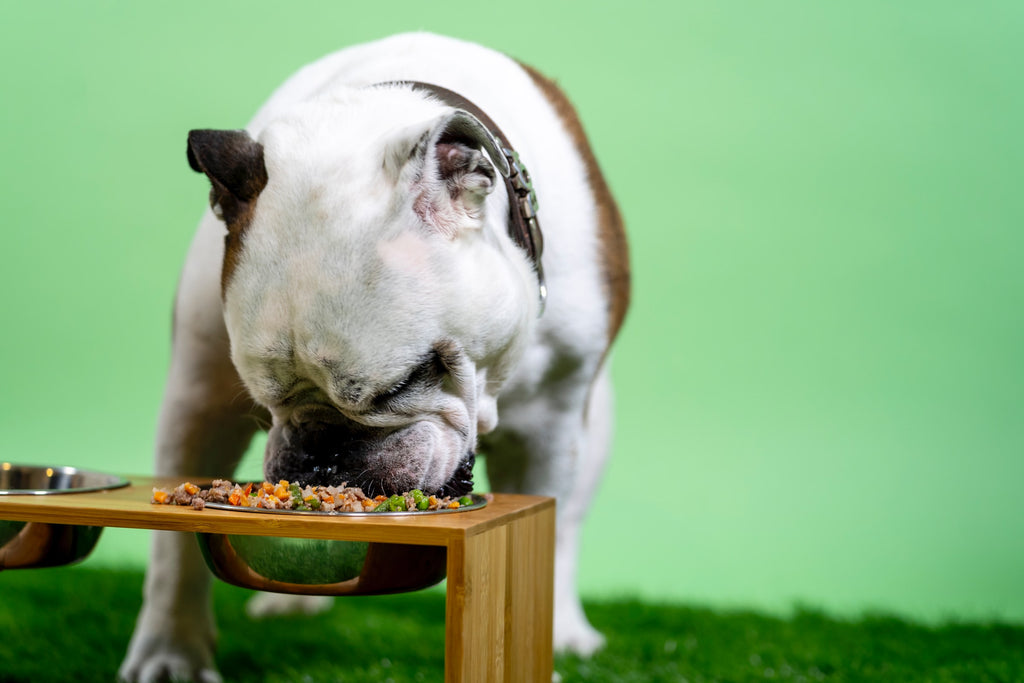 Dog eating quickly from food bowl