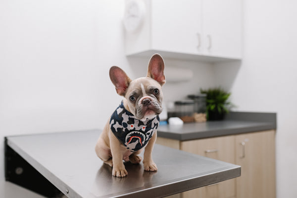 dog at vet