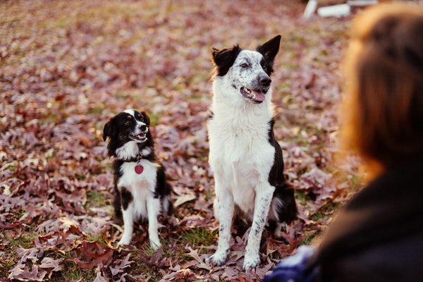 two dogs