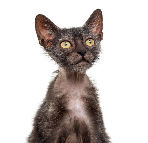 hair loss and bald patches are a cause of skin conditions in cats
