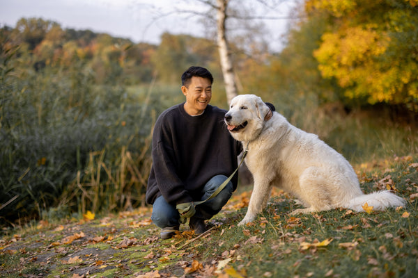 understanding-your-dogs-behaviors