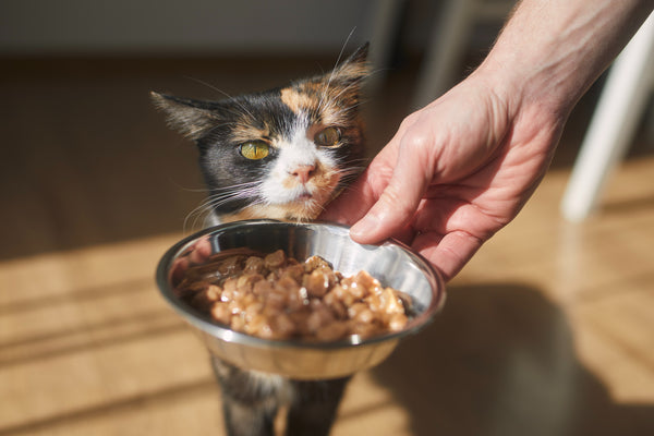 proper nutrition can help prevent your cat skins conditions