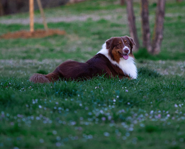 dog laying on grass