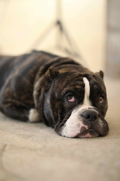 how can you tell if your dog is depressed or lonely