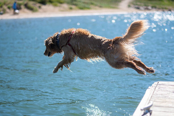 dog jumping in lake