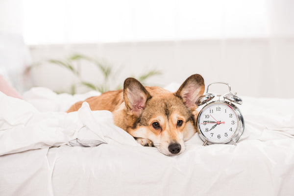 faq-nightly-routine-for-your-dog